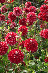 Dahlia Red Rock