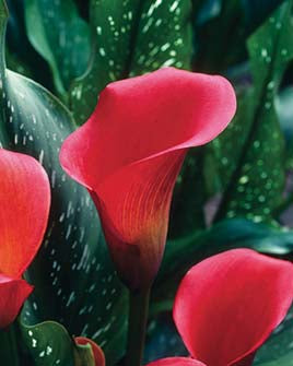 Callas