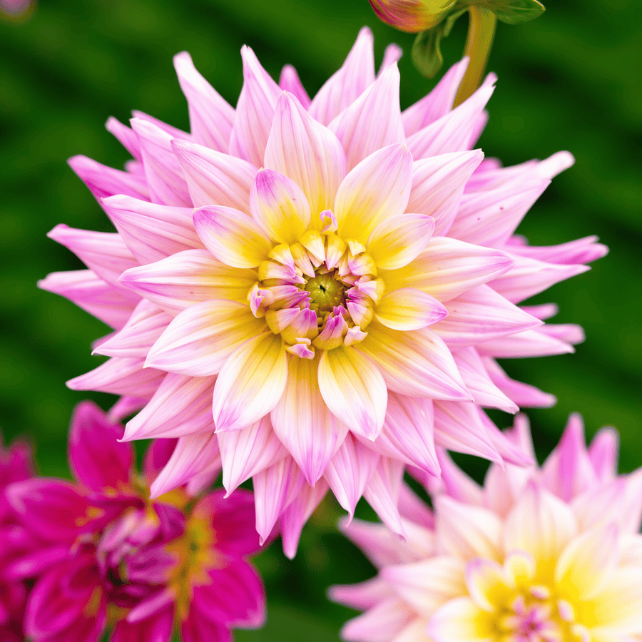 Dahlia Romantique