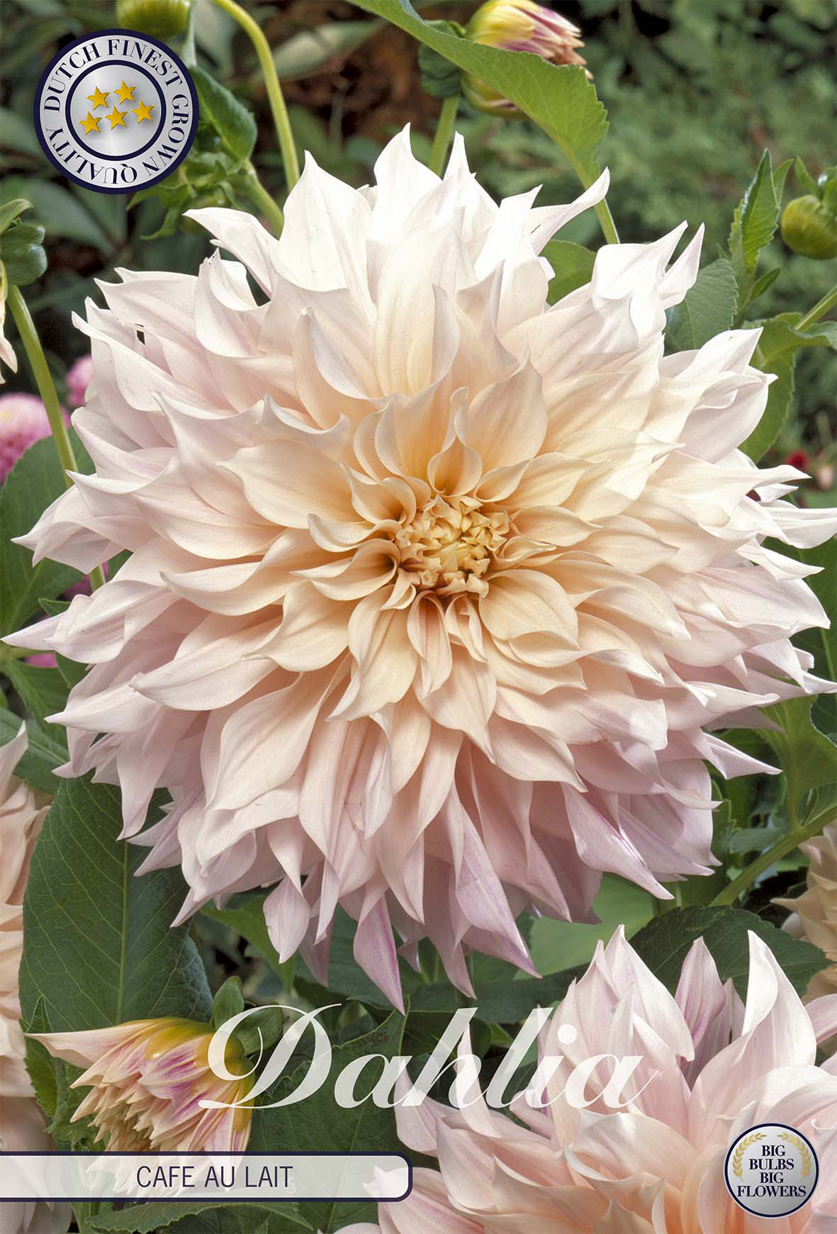 Dahlia Tubers
