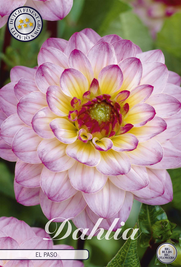Dahlia El Paso