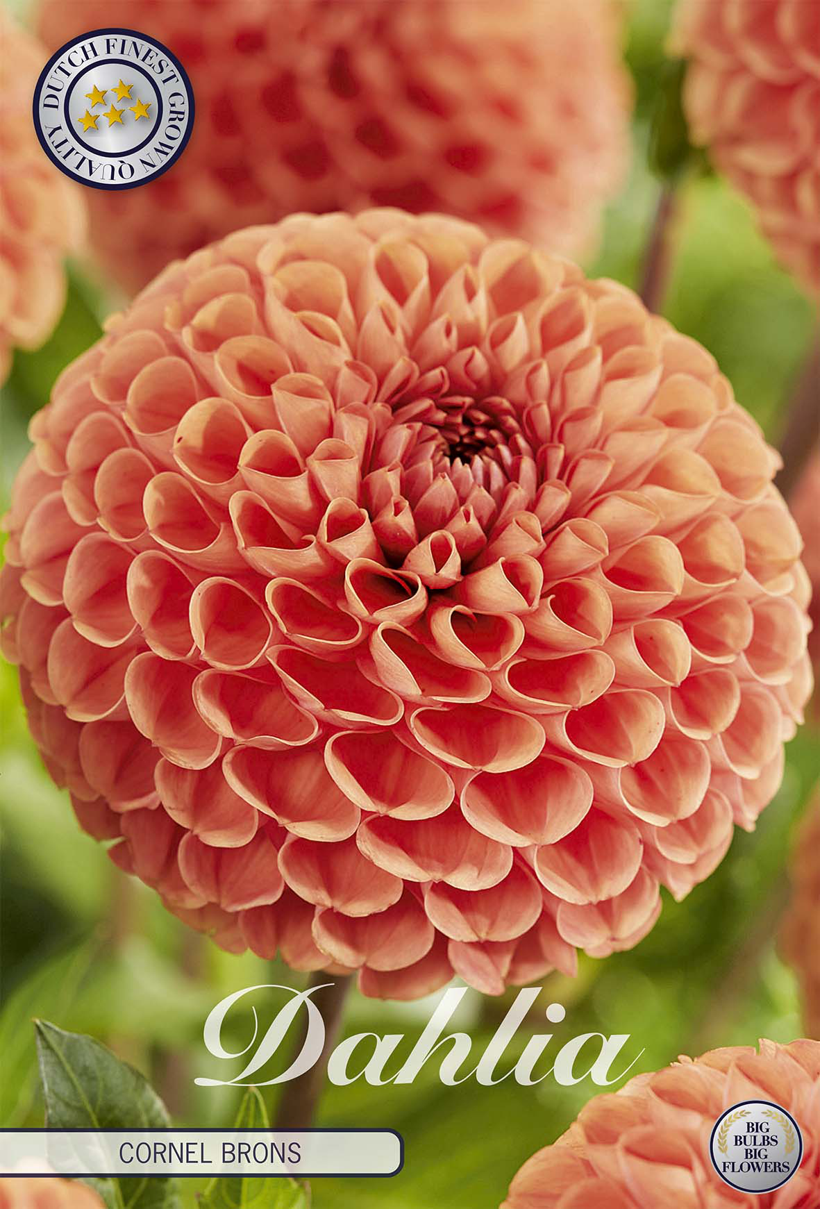 Dahlia Cornel Brons