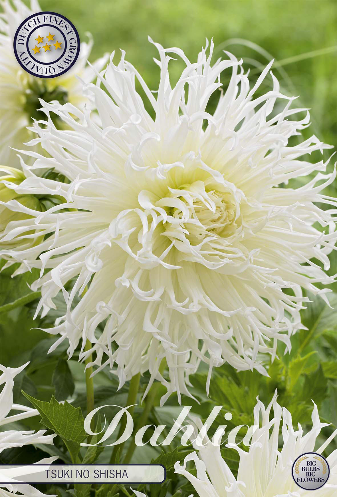 Dahlia Tsuki no Shisha