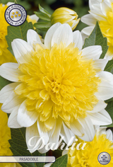 Dahlia Pasadoble