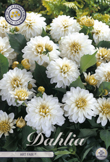 Dahlia Art Fair