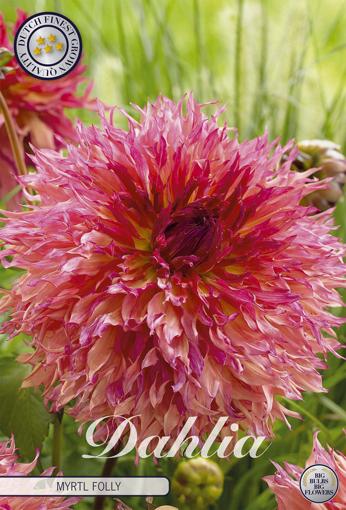 Dahlia Myrtl Folly