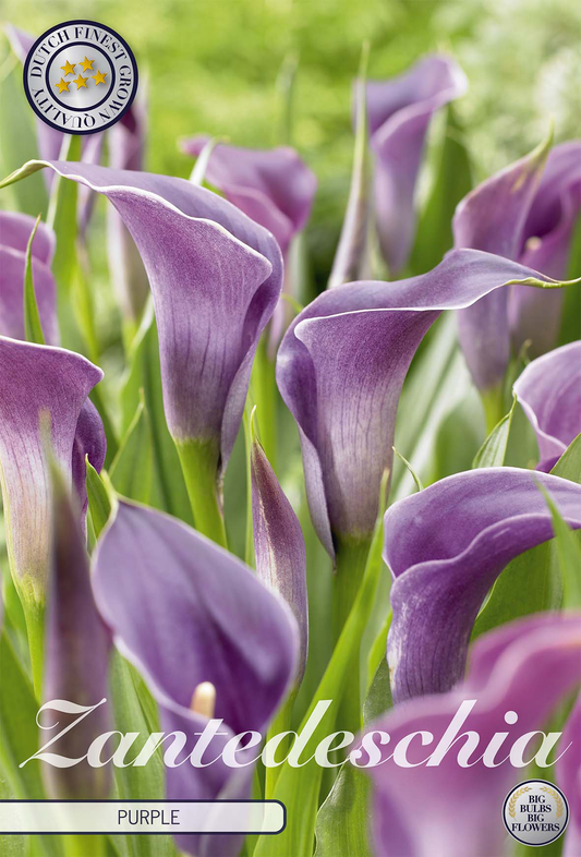 Zantedeschia Purple