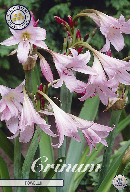 Crinum Powelii