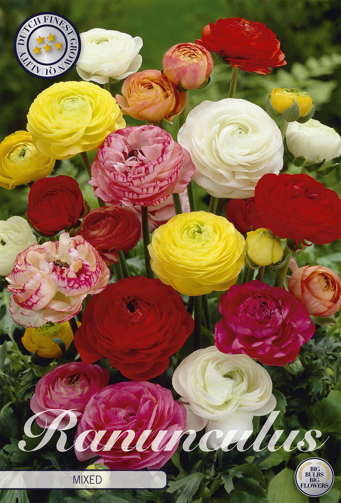 Ranunculus bulbs