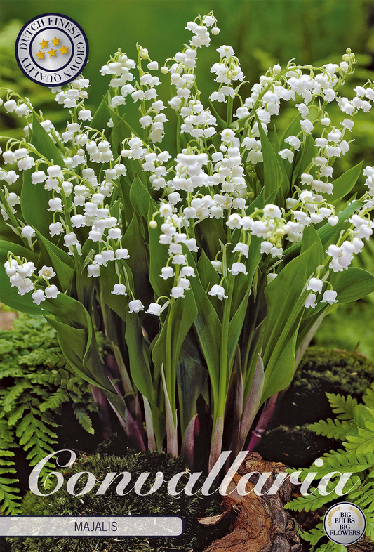 Convallaria Majalis