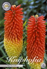 Kniphofia Red Alcazar