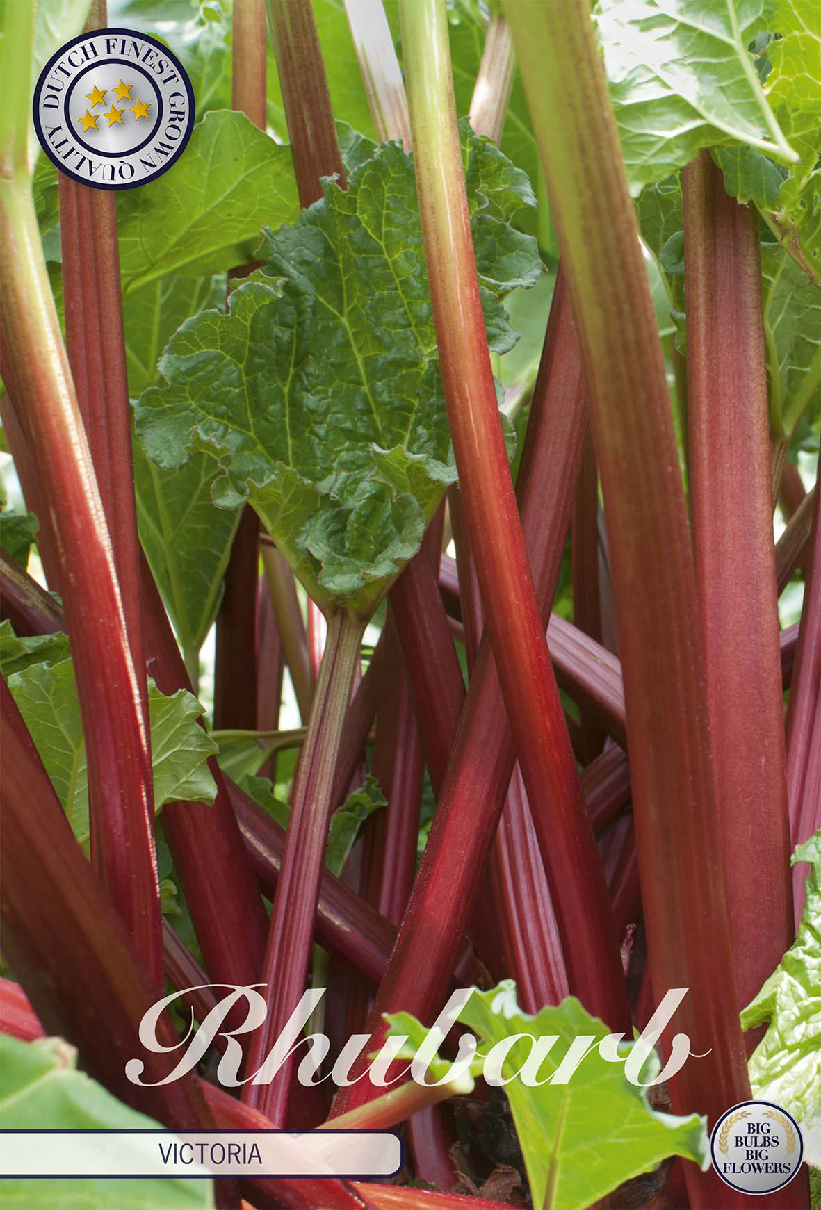 Rhubarb Victoria