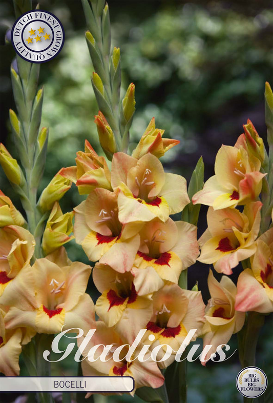 Gladiolus Bocelli