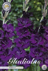 Gladiolus Mombasa