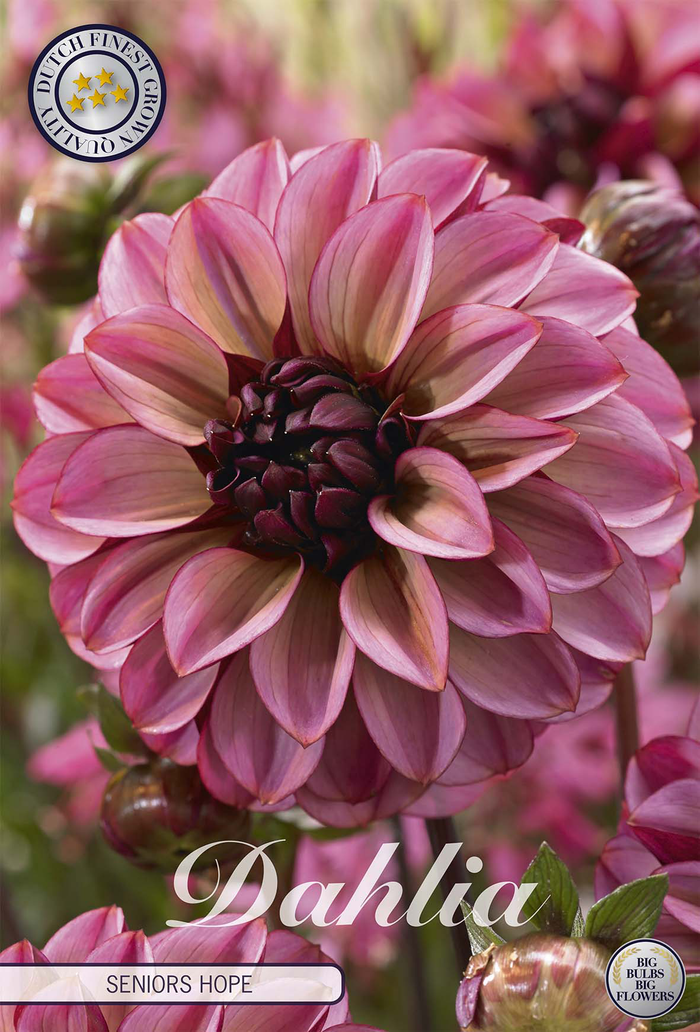 Dahlia Seniors Hope