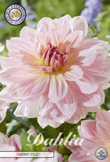 Dahlia Fairway Pilot