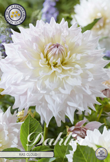 Dahlia Kas Cloud