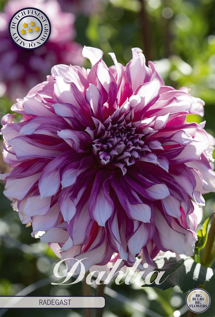 Dahlia Radegast