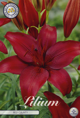 Lilium Red County