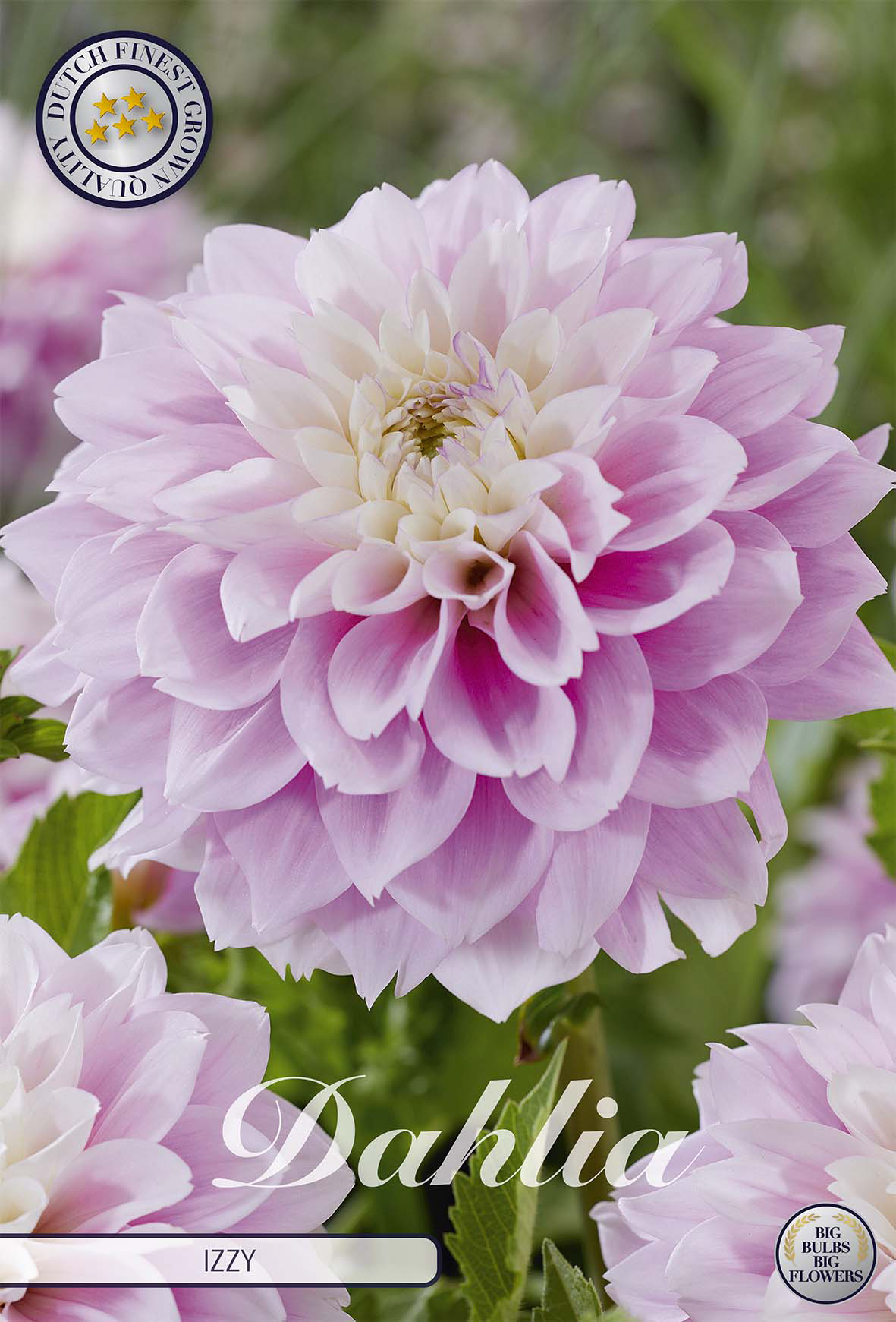 Dahlia Izzy