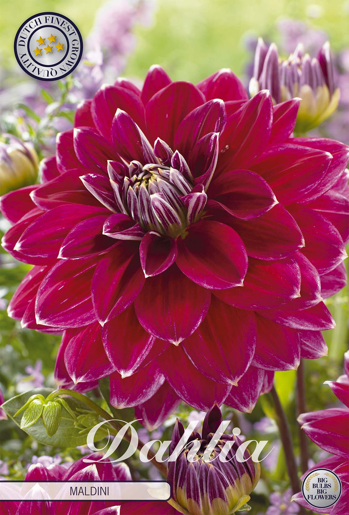 Dahlia Maldini