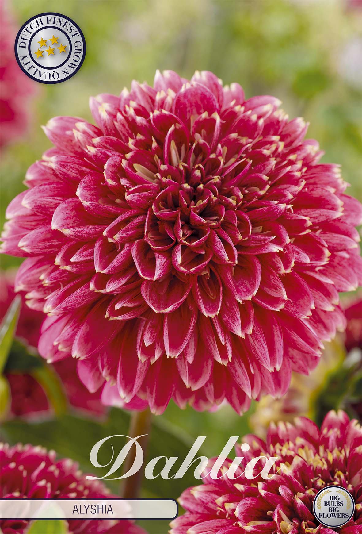 Dahlia Alyshia
