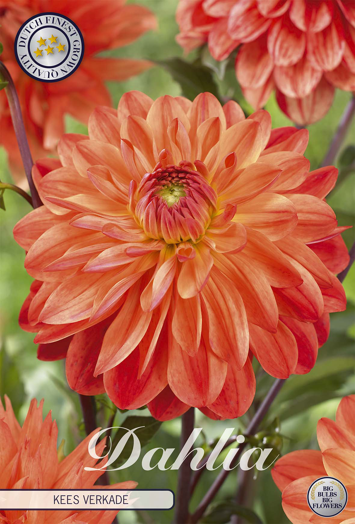 Dahlia Kees Verkade