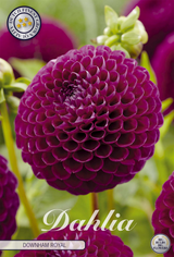 Dahlia Downham Royal