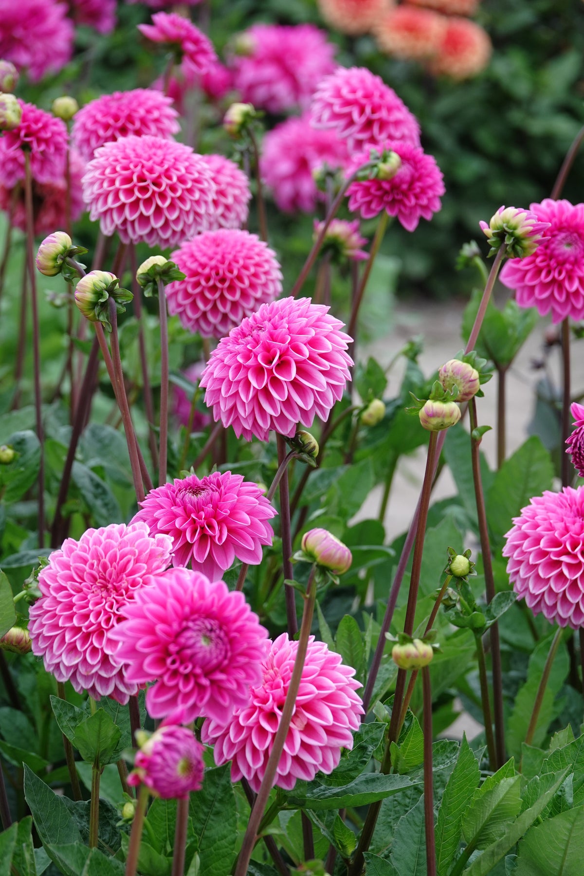 Dahlia Sandra