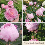 Peony Summer Garden Collection