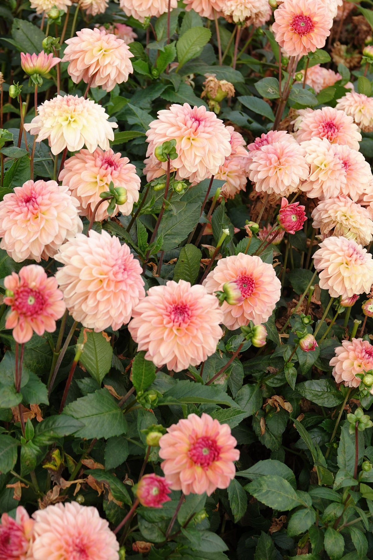 Dahlia Sebastian