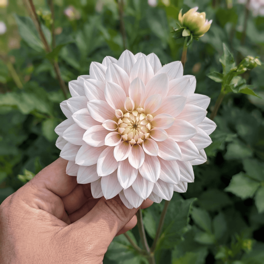 Dahlia Silver Years