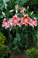 Lilium Stargazer