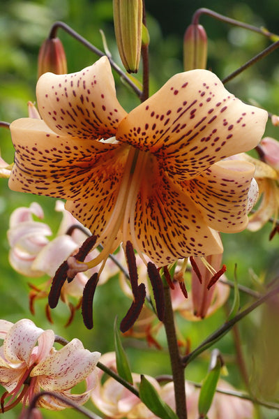 Lilies