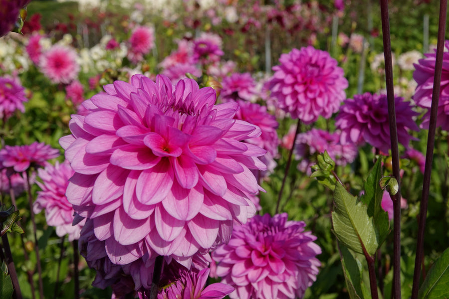 Dahlia Tolledo