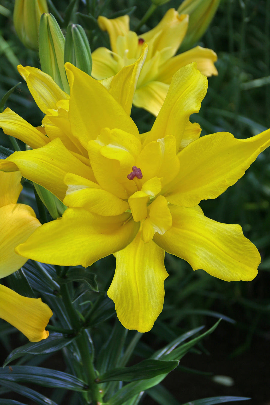 Lilium Tomos