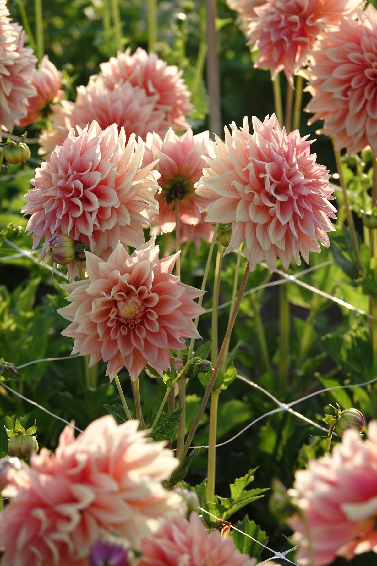 Dahlia Tyrell