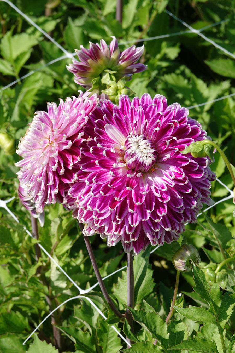 Dahlia Vancouver