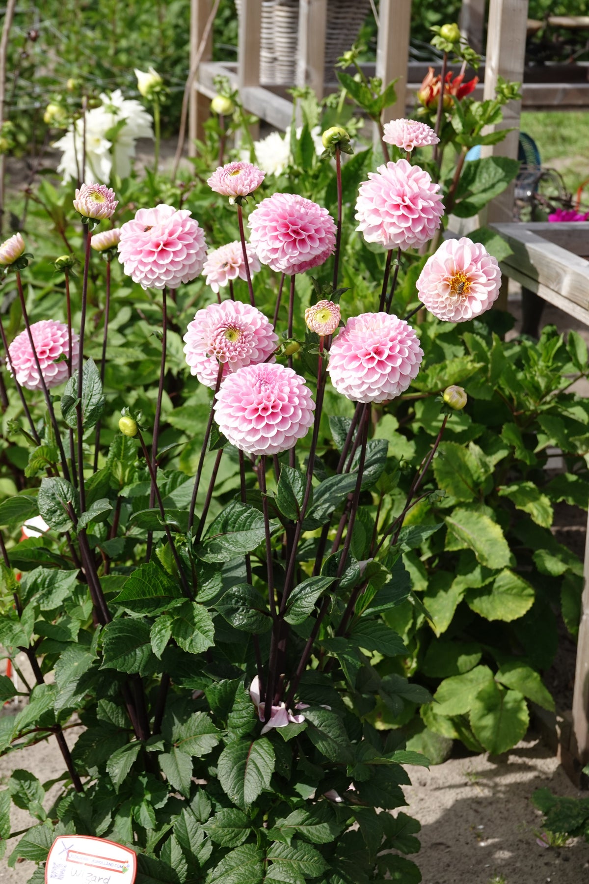 Dahlia Wizard of Oz