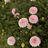 Dahlia Wizard of Oz