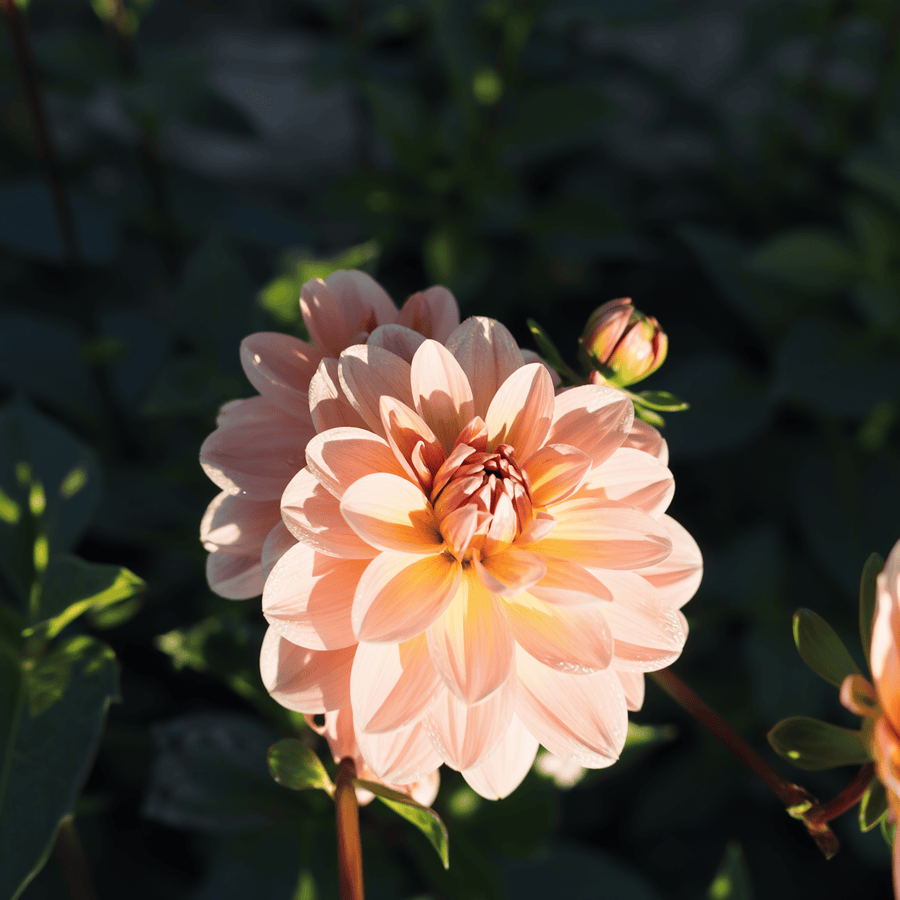 Dahlia Yelno Harmony