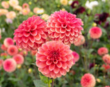 Dahlia Zundert Mystery Fox