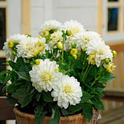 Pots & Border