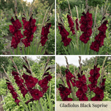 Gladiolus Summer Garden Collection