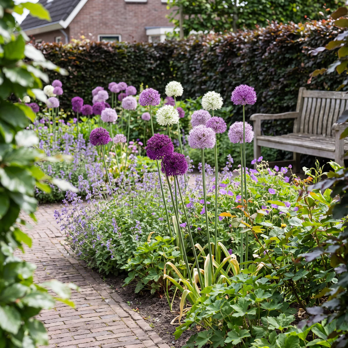 Paarse en witte alliumbollen op lange stelen in een Nederlandse border, met een houten bank en beukenhaag erachter