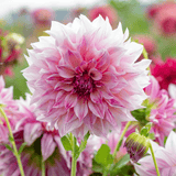 Dahlia Cafe au Lait Royal