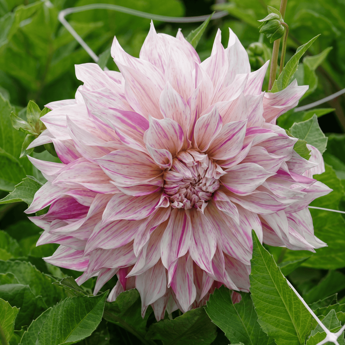 Dahlia Cafe au Lait Royal