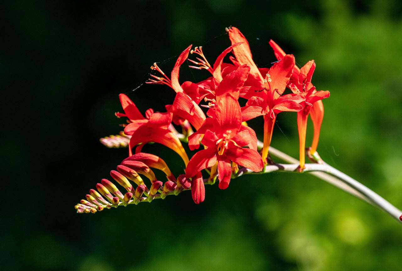 crocosmias-6489060_1280.jpg__PID:5c7bb082-49d0-4bcf-a09a-bb244248a1e7