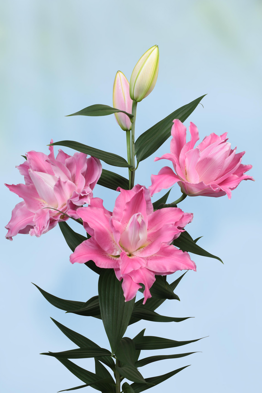 Lilium Dreamline