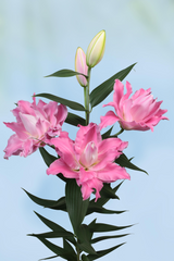 Lilium Dreamline